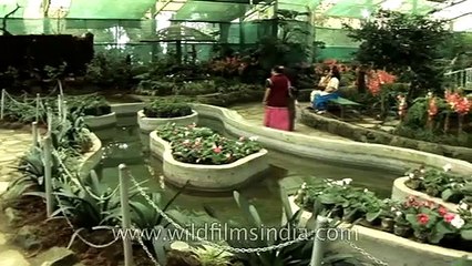 Gloxinia flowering in an Indian garden