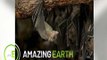 Amazing Earth: Amazing facts about the Rousette fruit bat