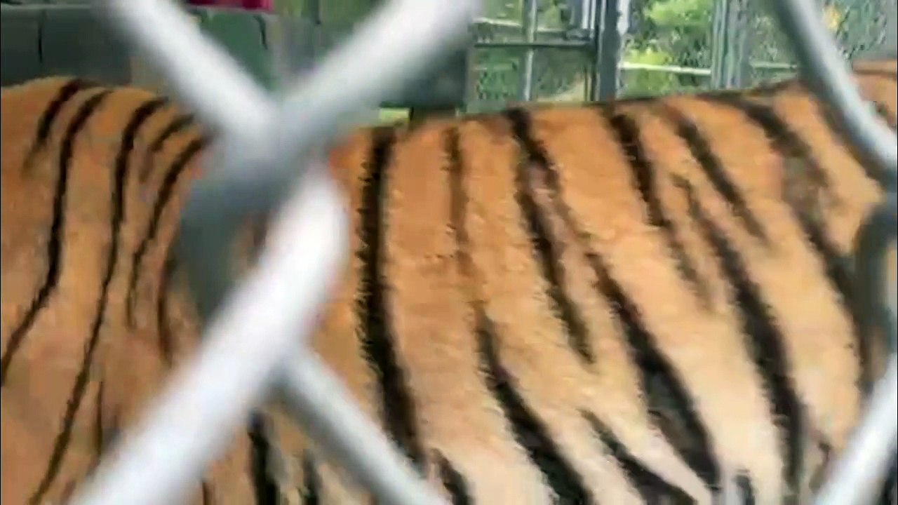 Streunender Tiger in Texas eingefangen