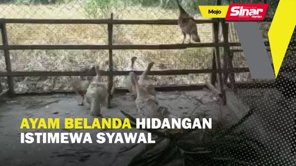 Ayam belanda hidangan istimewa Syawal