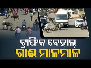 Stray Cattle On Phulbani Roads Pose Hazard For Commuters