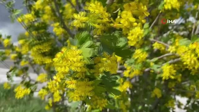 Ağrı'da renkleriyle doğayı süsleyen mevsim çiçekleri fotoğraf tutkunlarının ilgi odağı oldu