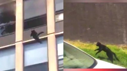 ಬೆಕ್ಕು ಕಟ್ಟಡದಿಂದ ಹಾರಿದ ವಿಡಿಯೋ ವೈರಲ್ | Oneindia Kannada