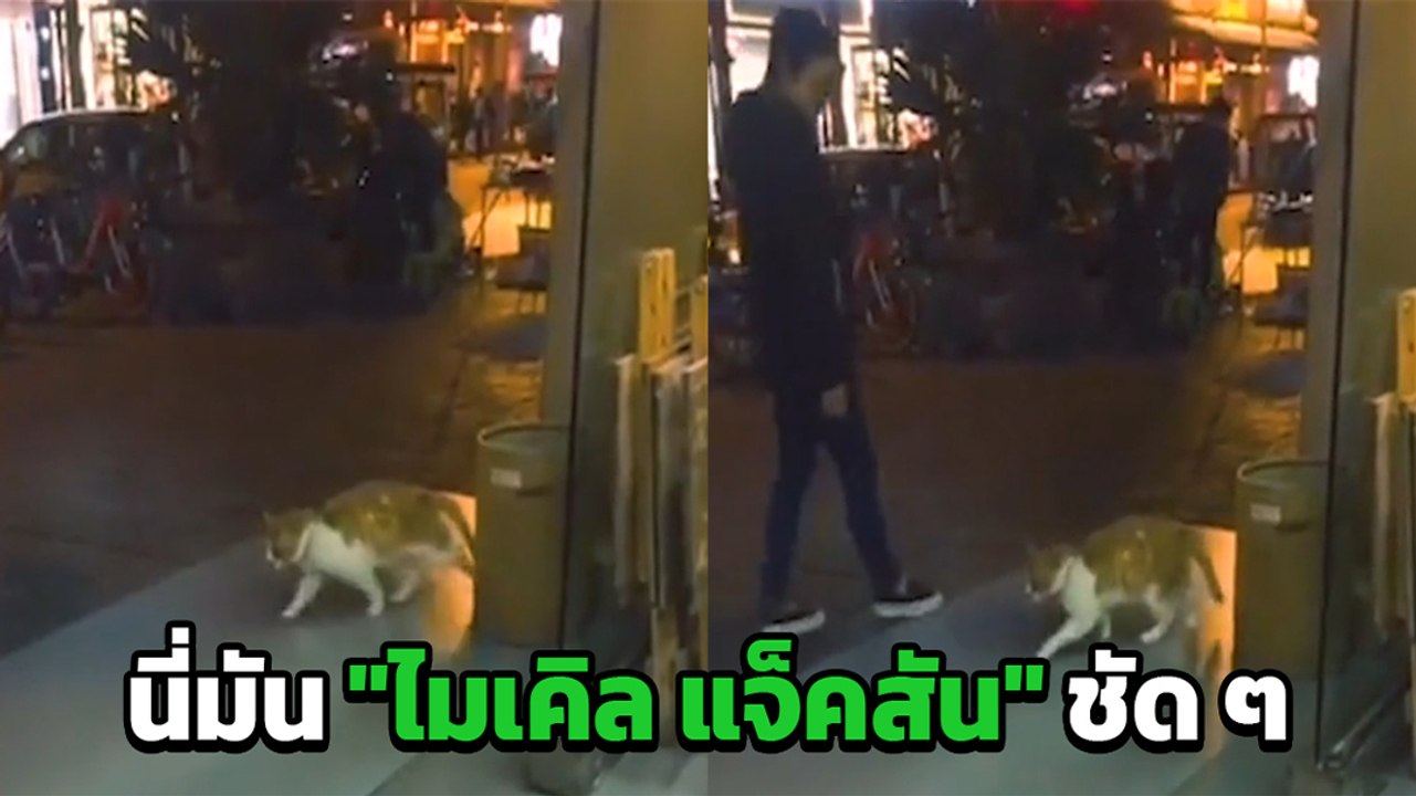 แมวขาแดนซ์ กับสเต็ปเท้าชวนทึ่ง จนโซเชียลยกให้เป็น ไมเคิล แจ็คสัน กลับชาติมาเกิด