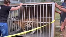 Bengal tiger reaches animal sanctuary after week missing in Texas