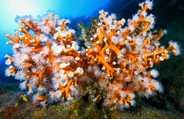 New 'green burial' service uses dead bodies to create new coral reefs