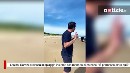 Lesina, Salvini si rilassa in spiaggia insieme alla mandria di mucche: "È permesso stare qui?"