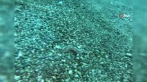 Son dakika haberleri | Zehirli deniz çıyanının izmarit balıklarının yumurtalarına saldırması su altı kamerasında