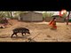 OTV Special Report On Pet Wild Boar Of Keonjhar - Part 1