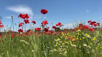 Papatyaların sardığı gelincik tarlaları efsunlu güzellikleriyle ilgi görüyor