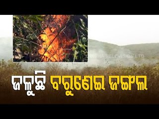 Fire Fighters & Forest Dept Employees Toil To Douse Fire On Barunei Hill