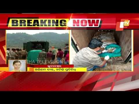 Tigress Sundari Tranquilized In Satkosia, To Be Shifted To Madhya Pradesh