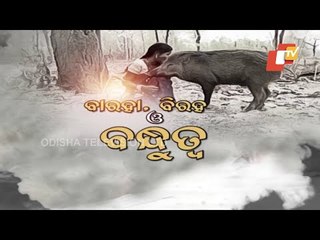 OTV Special Story On Pet Wild Boar's Homecoming In Keonjhar
