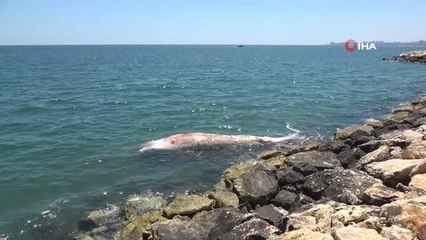 Son dakika... Dev balinanın ölüm sebebinin gemi çarpması olduğu belirlendi