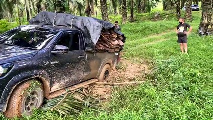 ระนอง รถขนยางเถื่อนหนีไม่รอดติดหล่มในสวนปาล์ม