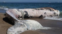Mersin’de karaya vuran dev balinanın ölüm nedeni belli oldu