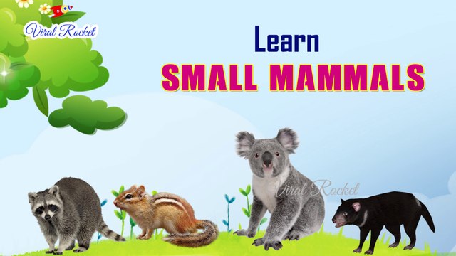 Learn Small Mammals Names for children | Small Mammals for Kids In English | Mammals with Pictures | Viral Rocket