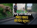 Engg Grad In Bhubaneswar Develops Warning Censor For Elephant Crossings At Railway Line