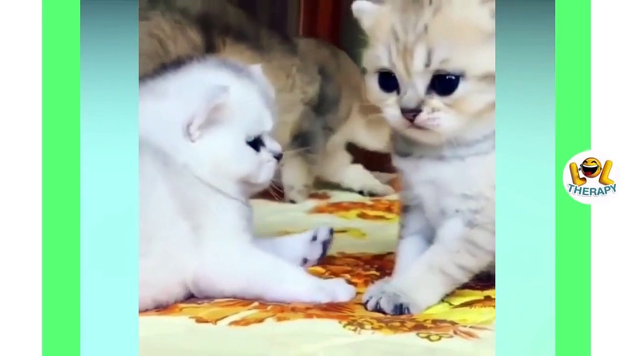 Top Cutest Cat Meowing Compilation
