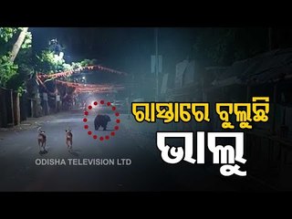 Bear Strays Into Residential Areas In Nilagiri Town