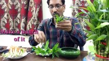 How To Propagate Lucky Bamboo Through Cuttings.