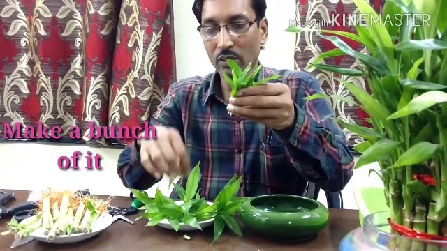 How To Propagate Lucky Bamboo Through Cuttings.