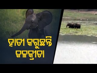 Special Story | Elephant Calves Spotted Playing In Water In Nilagiri