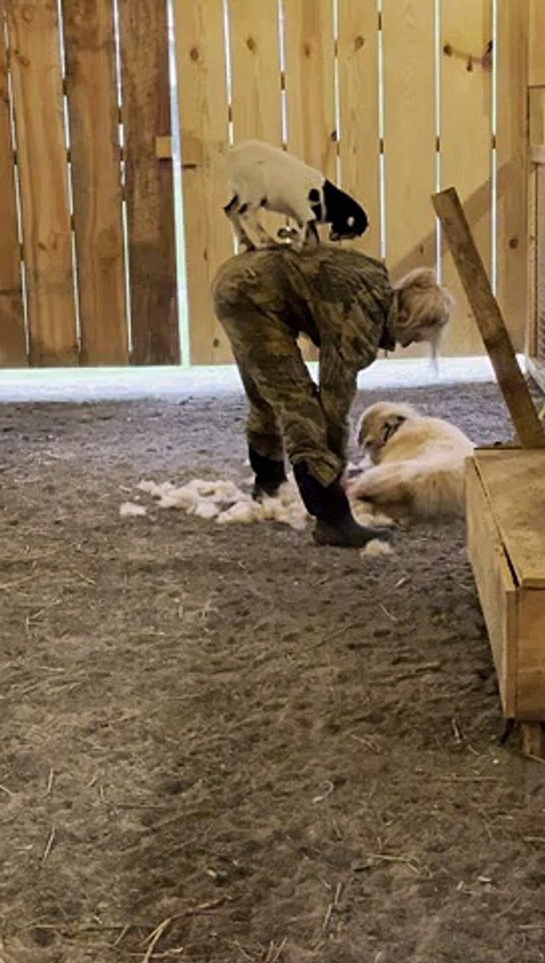 ⁣Baby Goat Supervises Dog Grooming
