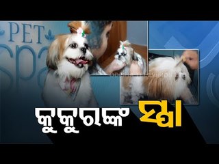One Of Its Kind, Pet Spa Opened In Surat, Gujarat