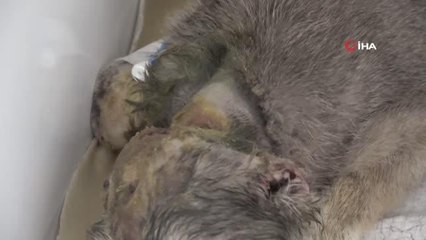 Sokak hayvanlarına işkence edip ölüme terk ettiler