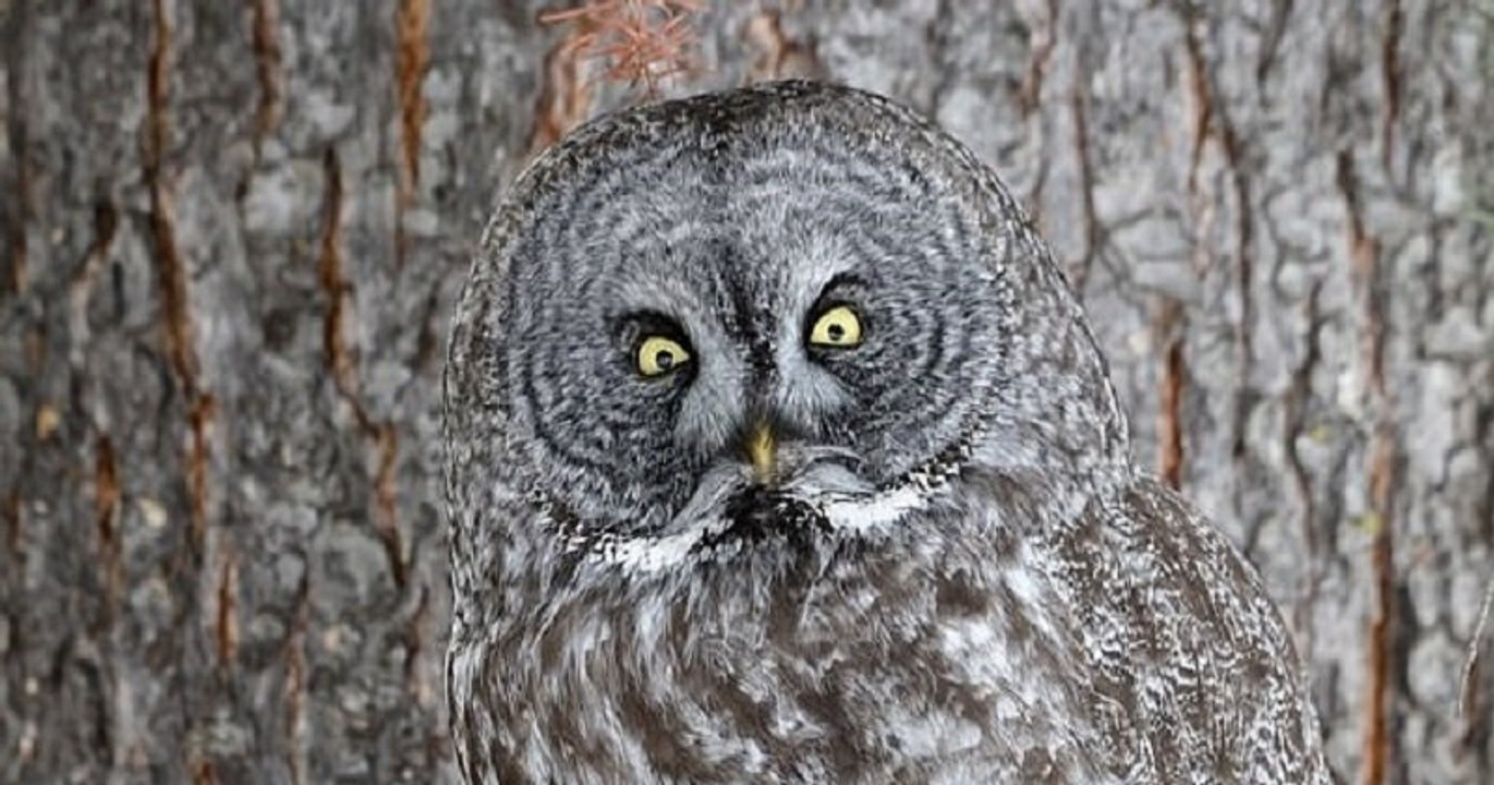 Canada : un photographe parvient à immortaliser une chouette lapone camouflée contre un arbre