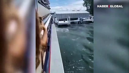 Gemiden iskeleye atladı, iskeleden gemiye atlarken hedefi ıskaladı