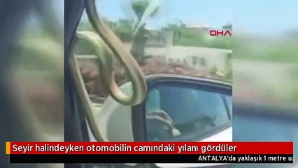 Seyir halindeyken otomobilin camındaki yılanı gördüler