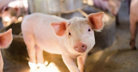 Une étude japonaise affirme qu'il est possible pour les mammifères de s'oxygéner par l'anus en cas d'urgence