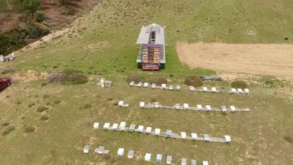 Toroslarda konuşlandırdığı "mobil arı tırı" ile organik bal üretiyor