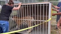 Texas: un tigre errant retrouvé après une semaine de recherches