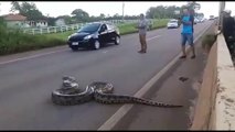 Un énorme anaconda traverse une autoroute