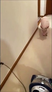 Ce cochon de compagnie déteste le bruit de l'aspirateur