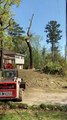 Big Tree Felling Fail in Birmingham