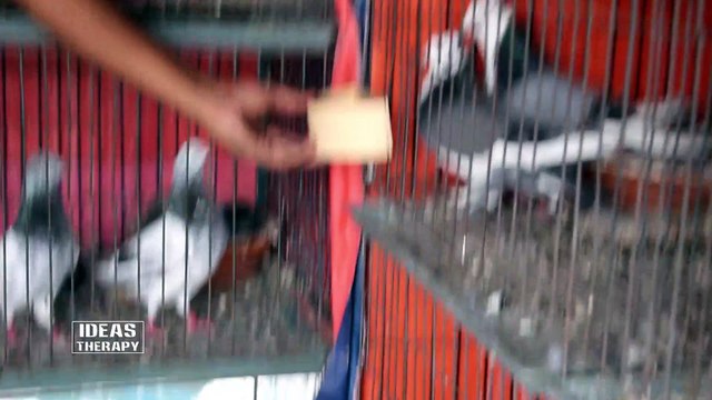 How To Make Easy Feeder For Home Bird | DIY Pigeon Feeder | Homemade Bird Feeder | Feeder Diy