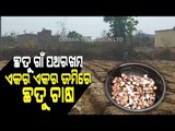 Special Story | A Village In Dhenkanal Sets Self Sustainance Example By Mushroom Cultivation