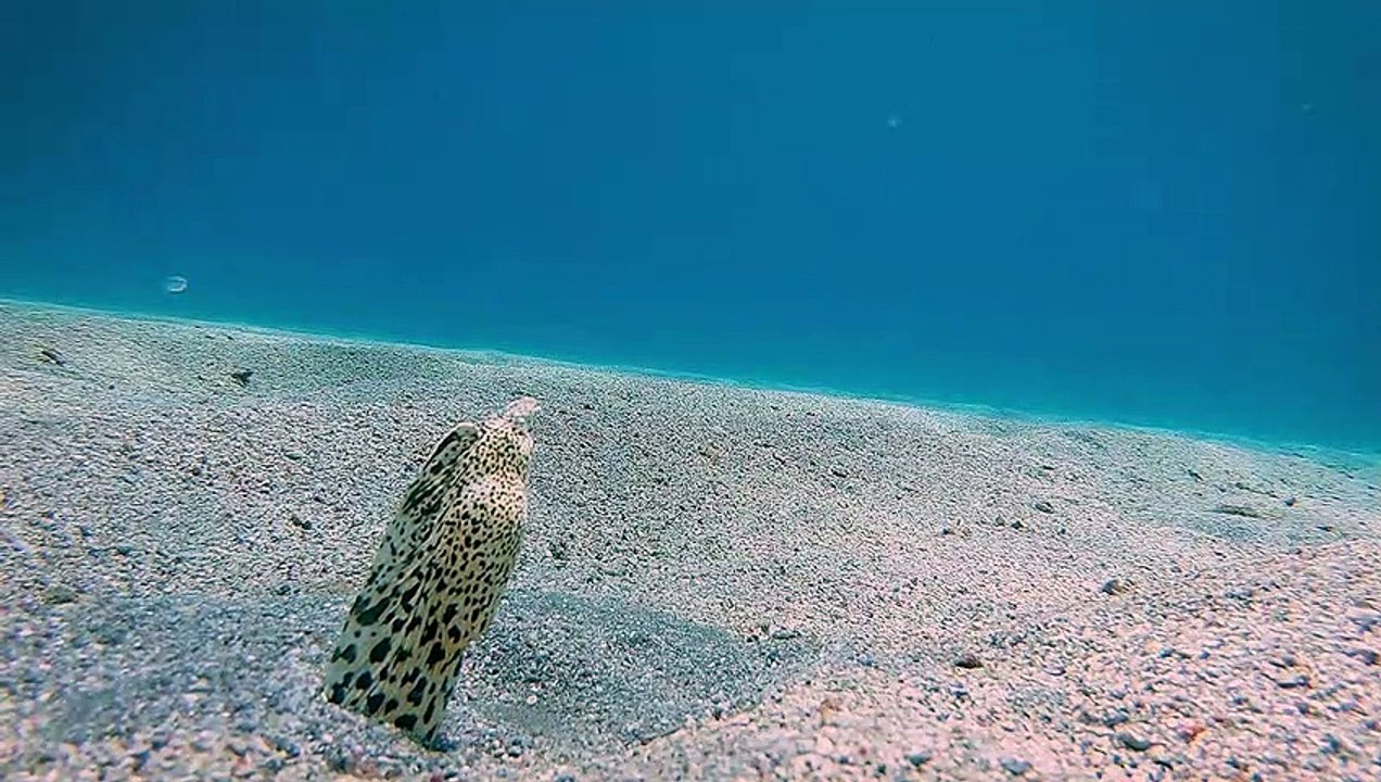 Eels Dance in Sand