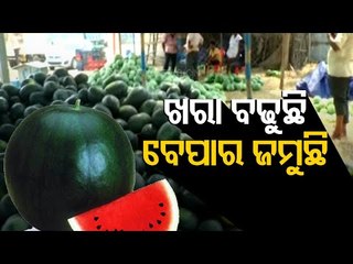 Kendrapara Farmers In Distress Due To Unknown Disease