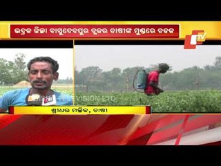 Vegetables Farmers In Stress Due To Less Demand In Bhadrak