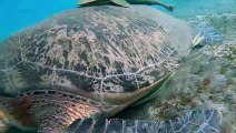 Remora Fish Hitches a Ride on Lovely Turtle