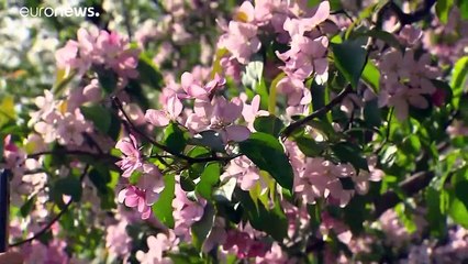 Рекордная жара в Москве