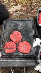 Cows and Cooks Share an Awkward Moment