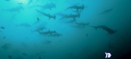 7 dÍAS: Explorando la cuna del tiburón martillo-110319