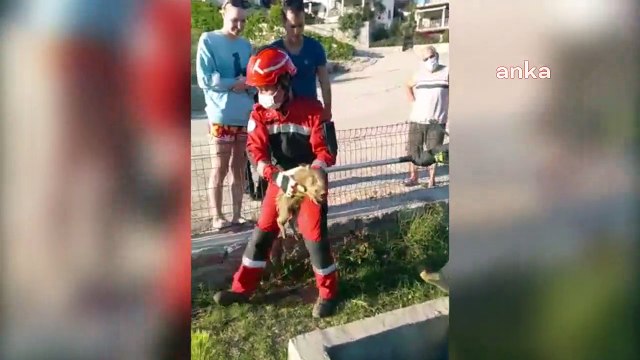 Milas’ta çukura düşen domuz yavrusu kurtarıldı…