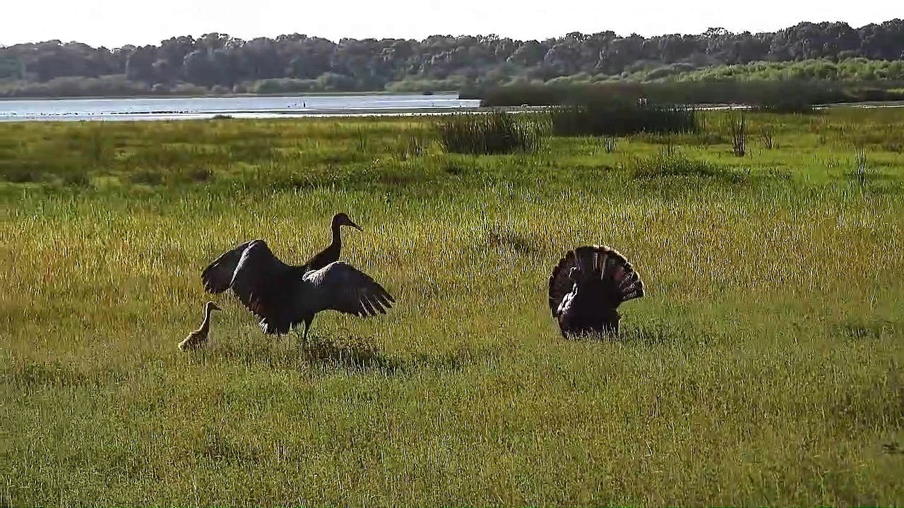 Sandhill Cranes Defending Their Baby from a Turkey